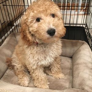 Meet your Posher, Dongwook